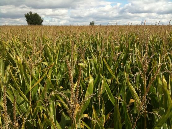 corn corn